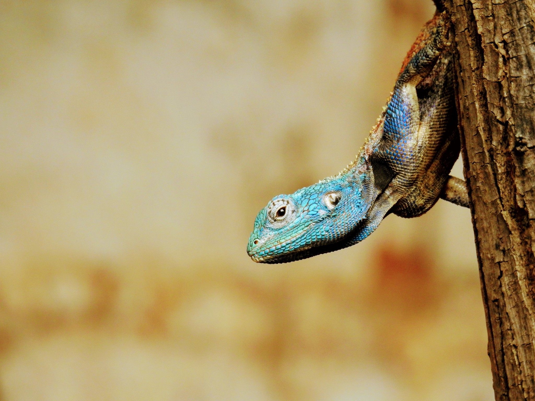 Blacknecked Agama iSafiri